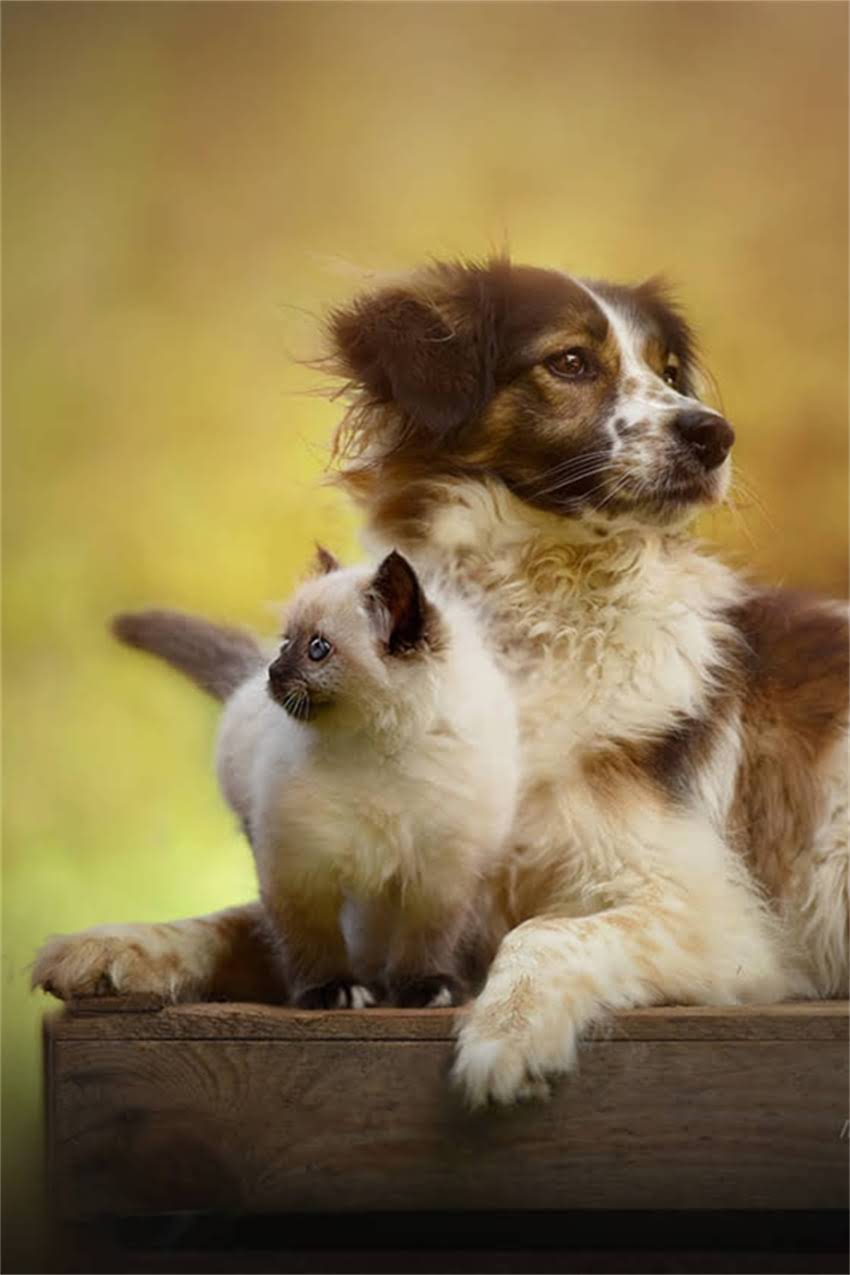 图片 吉娃娃关节炎症状全：如何识别与应对（附治疗建议）2.jpg