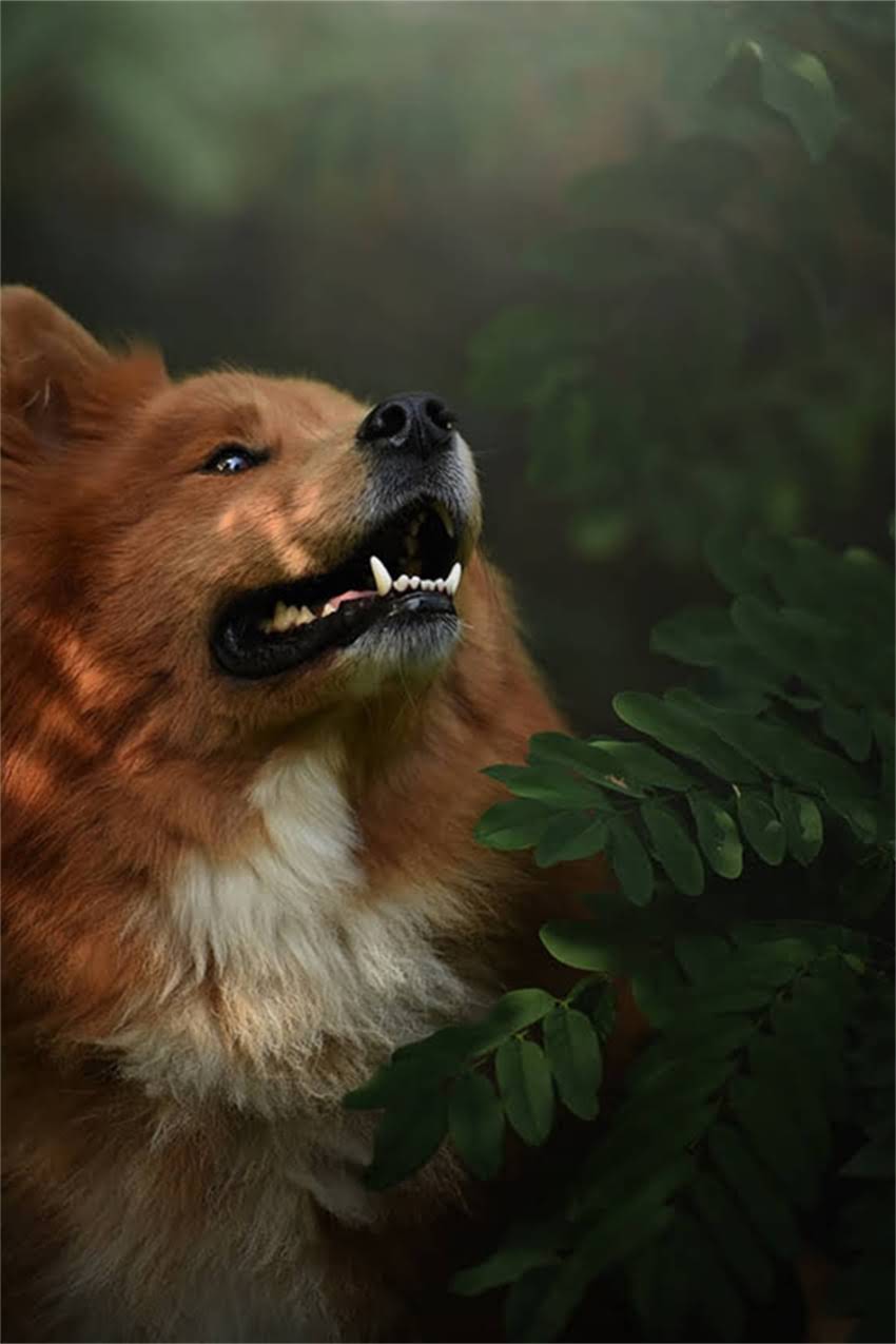 图片 吉娃娃养两只会打架吗？深度领养双犬家庭的五大矛盾与科学饲养指南1.jpg