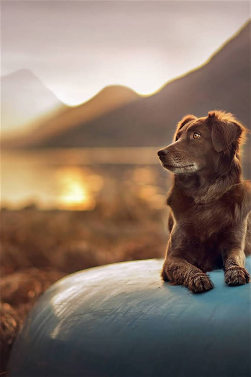 图片 吉娃娃养两只会打架吗？深度领养双犬家庭的五大矛盾与科学饲养指南2.jpg