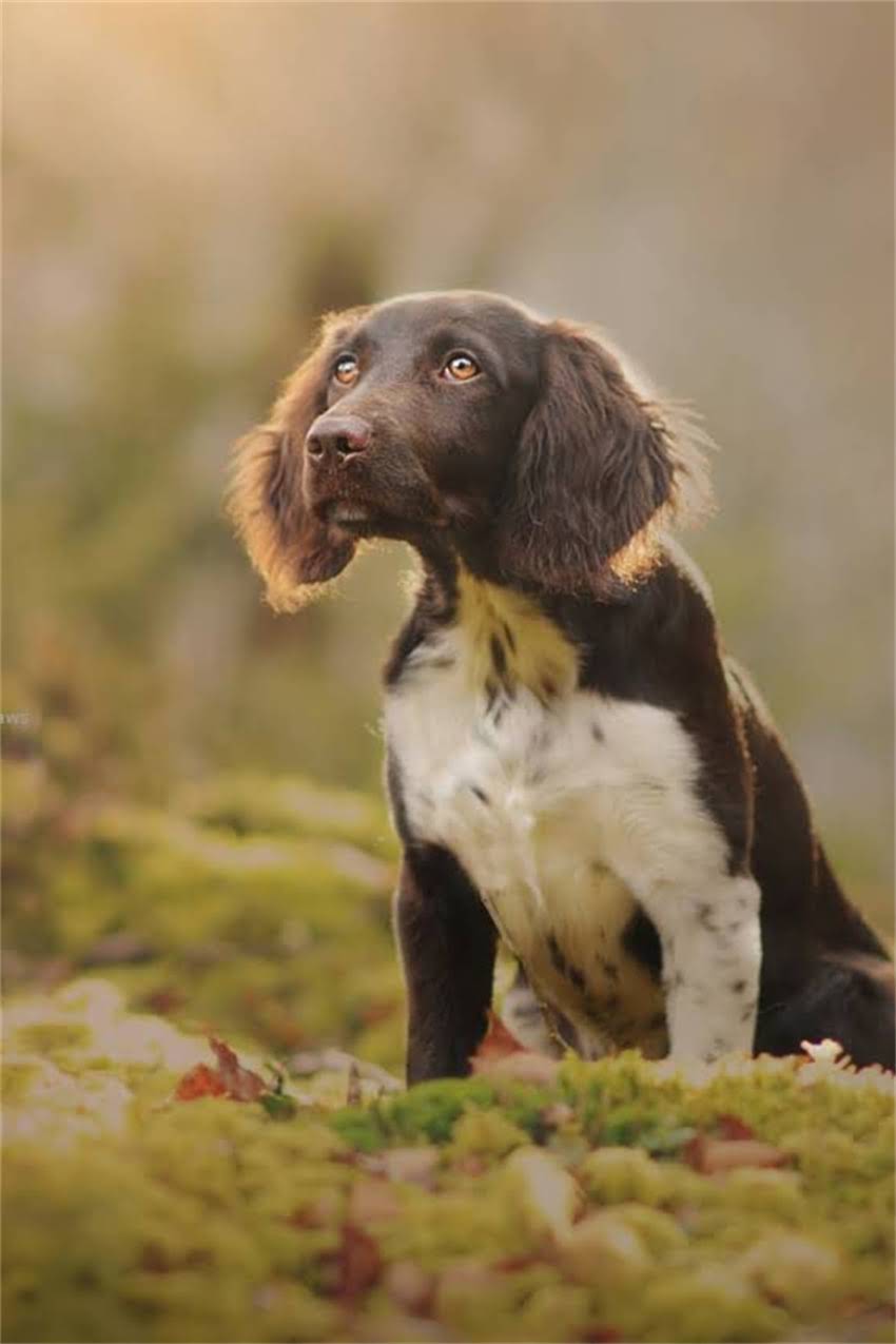 图片 吉娃娃冬季穿衣指南：最新保暖装备推荐与科学养护方法.jpg