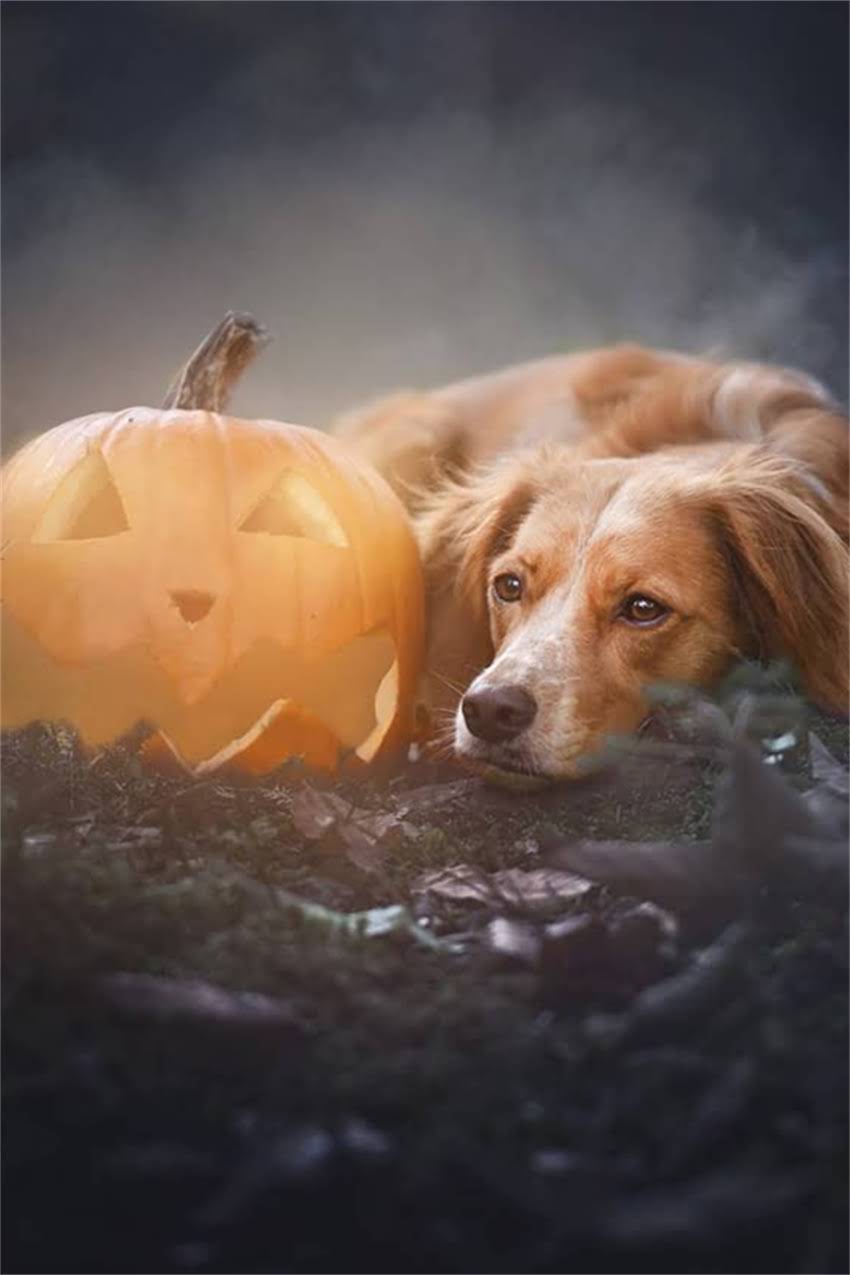 图片 吉娃娃冬季穿衣指南：最新保暖装备推荐与科学养护方法1.jpg