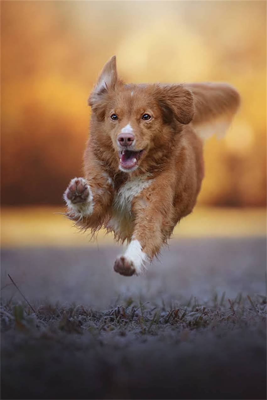 图片 吉娃娃冬季穿衣指南：最新保暖装备推荐与科学养护方法2.jpg