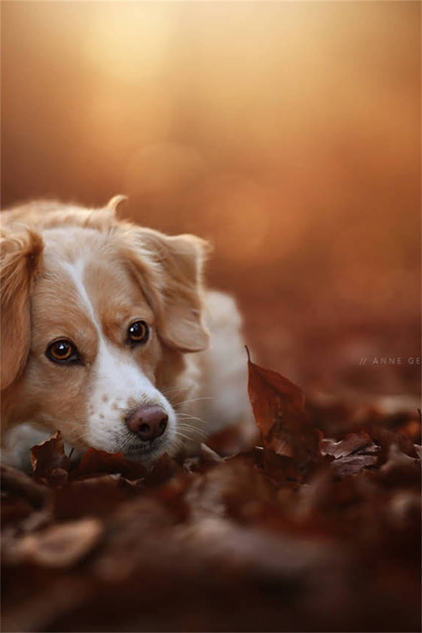 图片 吉娃娃右后腿无力症状全：可能病因、应对方案与预防措施（附兽医建议）.jpg