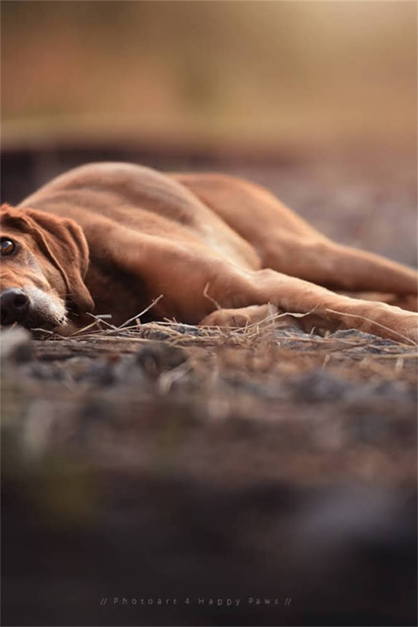 图片 吉娃娃右后腿无力症状全：可能病因、应对方案与预防措施（附兽医建议）1.jpg