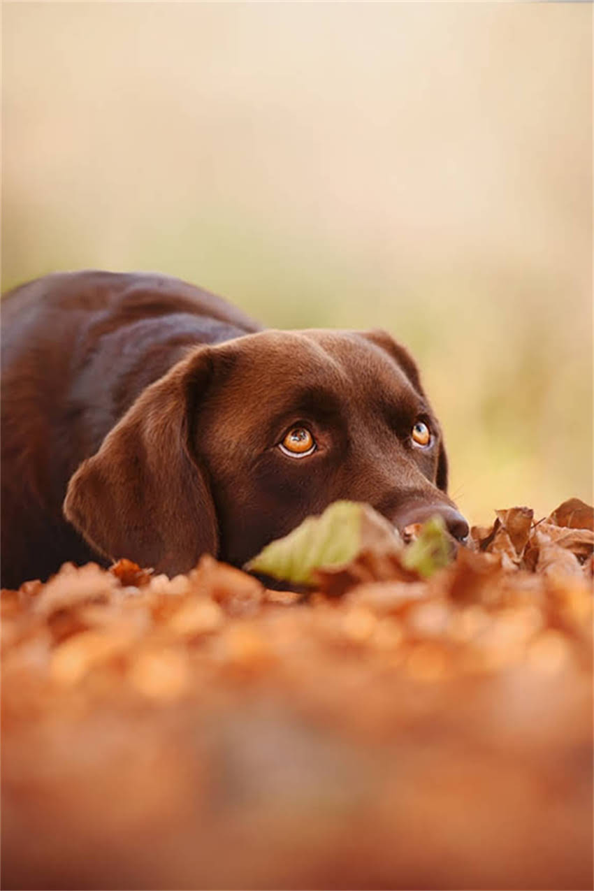 图片 吉娃娃右后腿无力症状全：可能病因、应对方案与预防措施（附兽医建议）2.jpg