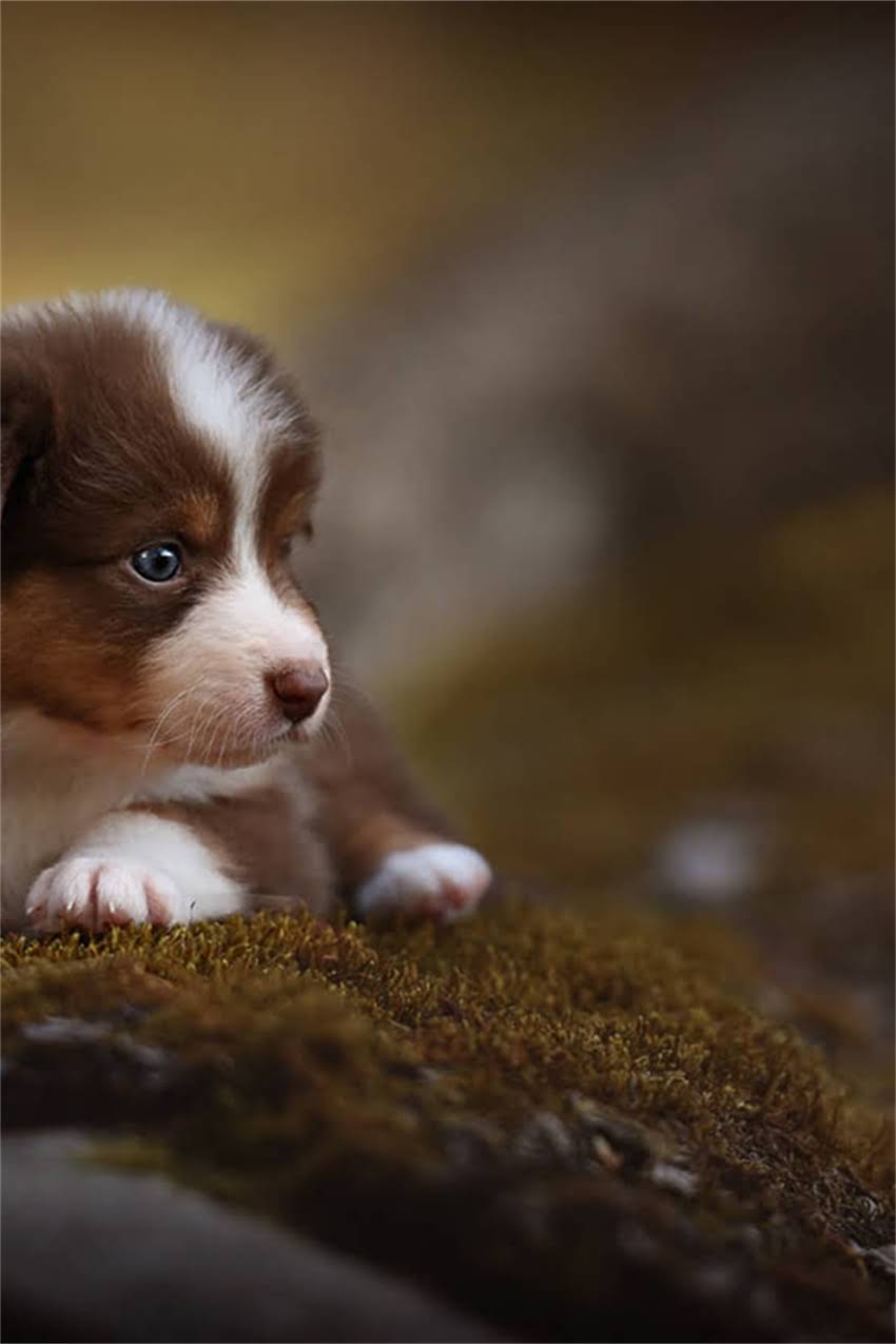 图片 吉娃娃吃撑了怎么办？5个急救措施+3大症状识别+预防指南（附喂食禁忌）.jpg