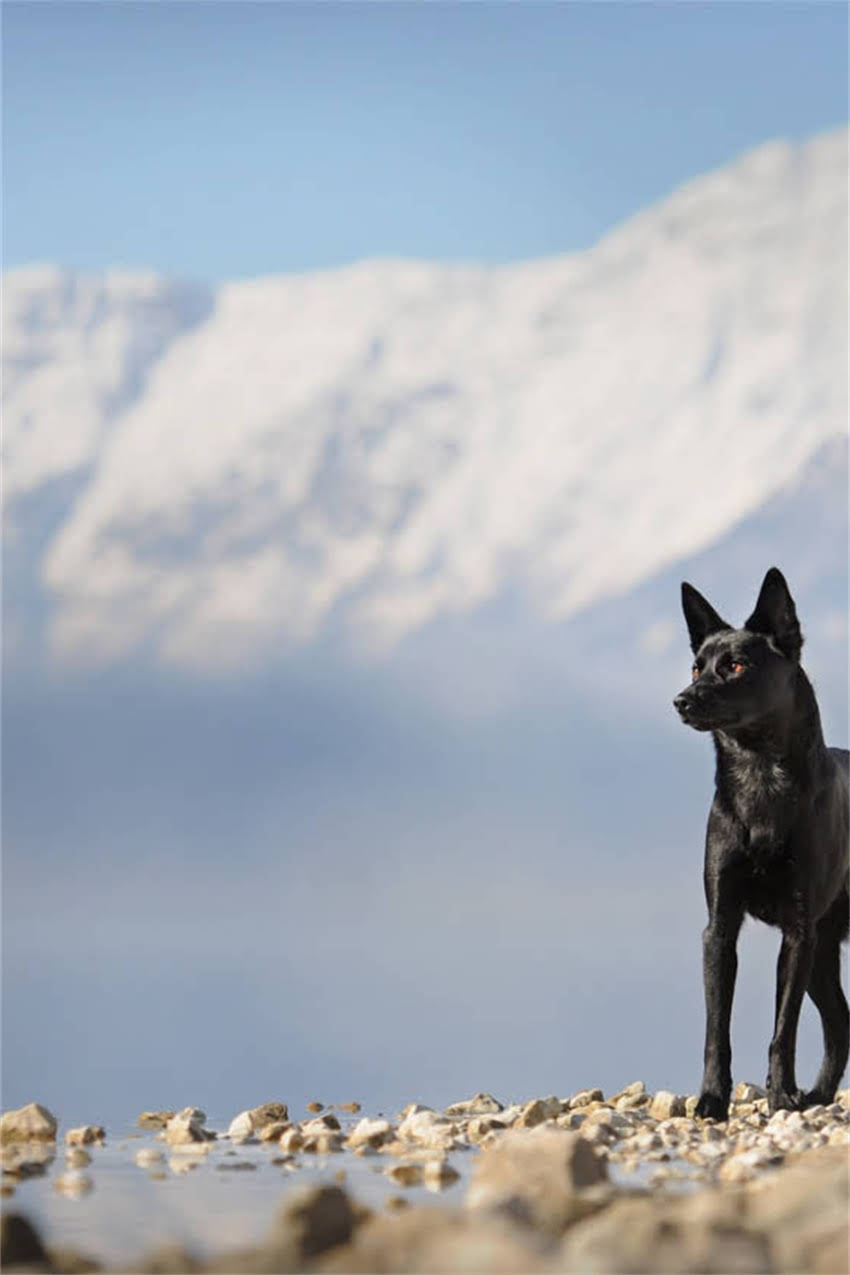 图片 吉娃娃吃撑了怎么办？5个急救措施+3大症状识别+预防指南（附喂食禁忌）2.jpg