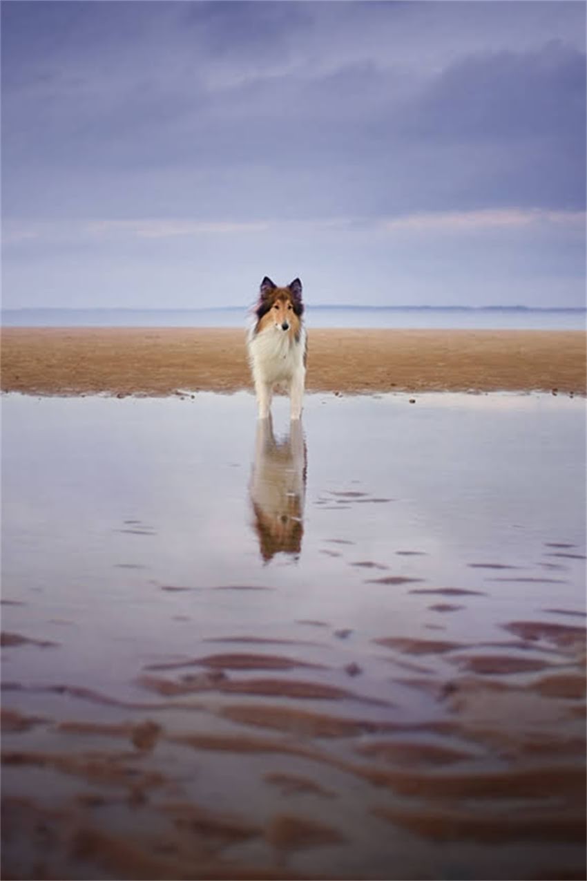 图片 吉娃娃吐水怎么办？5大原因及应对措施全（附症状图）.jpg