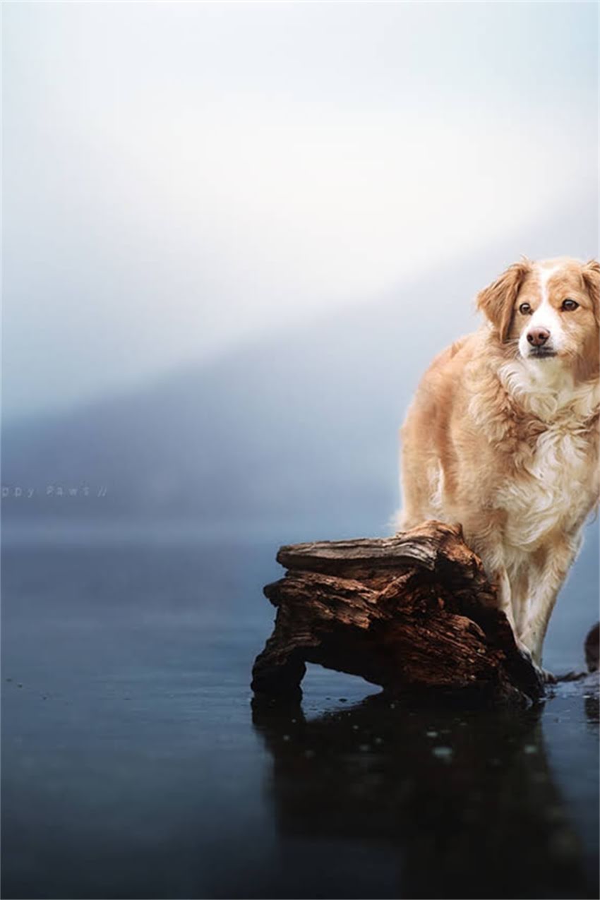 图片 吉娃娃吐水怎么办？5大原因及应对措施全（附症状图）1.jpg