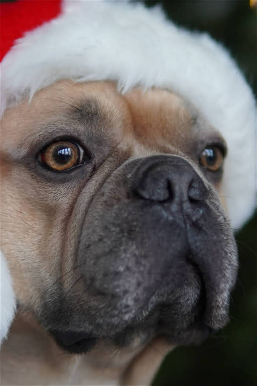 图片 吉娃娃吐水怎么办？5大原因及应对措施全（附症状图）2.jpg