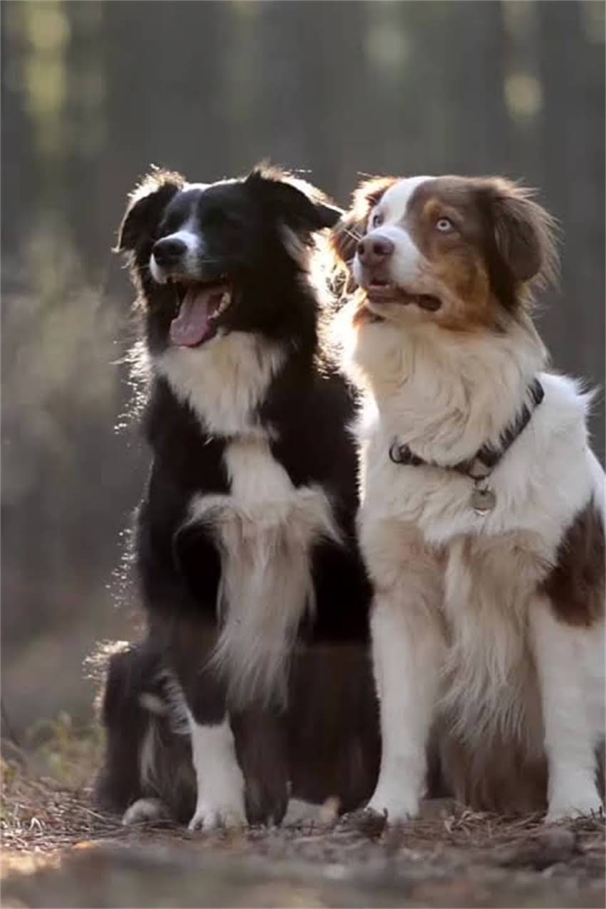 图片 吉娃娃和八哥的区别：品种特征、饲养要点全1.jpg