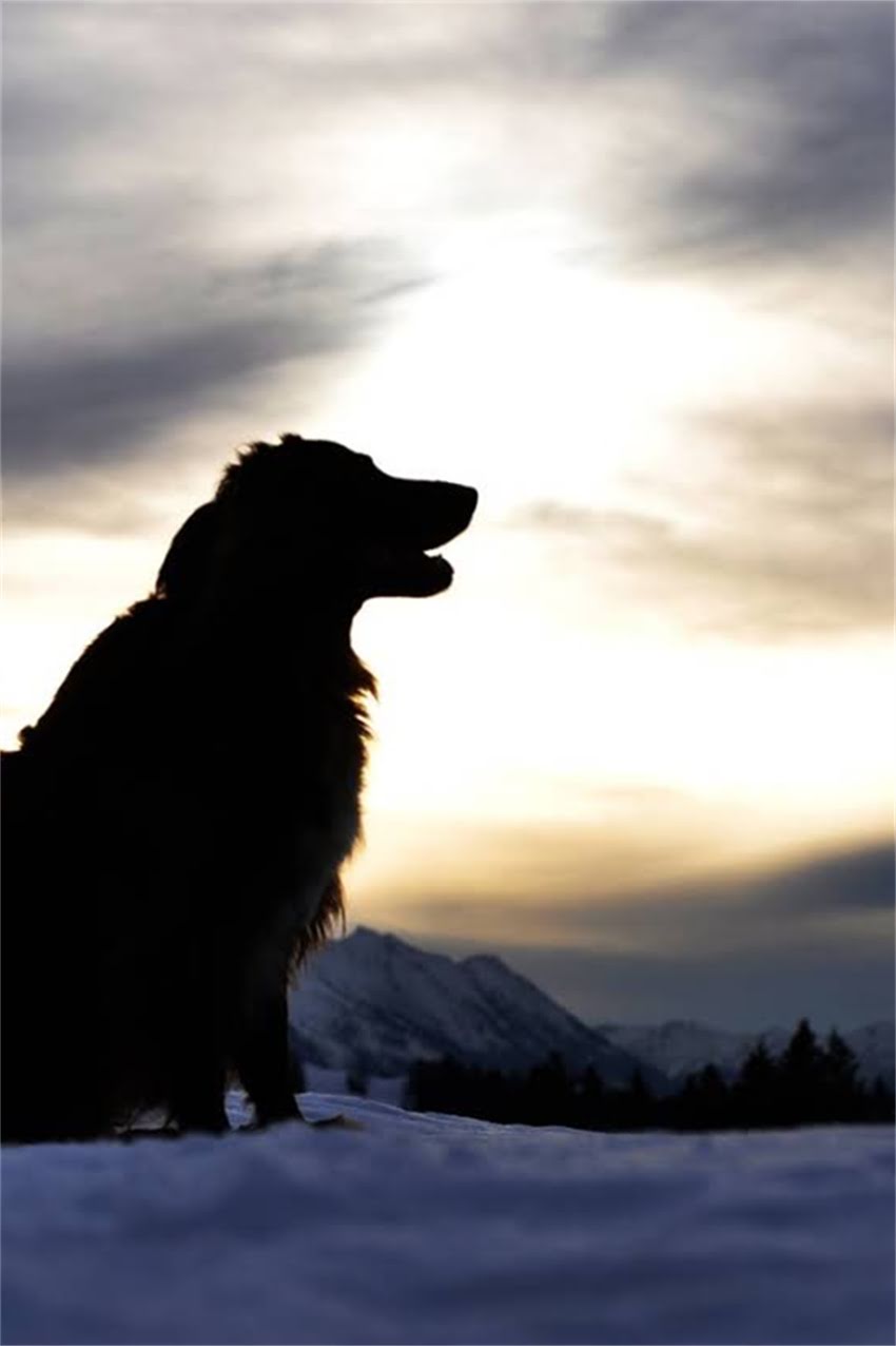 图片 吉娃娃和博美混血犬全：品种特征、性格培养与养护指南1.jpg