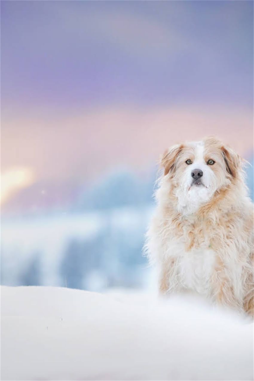 图片 吉娃娃和小孩相处全攻略：科学评估+饲养指南（附幼犬训练技巧）.jpg