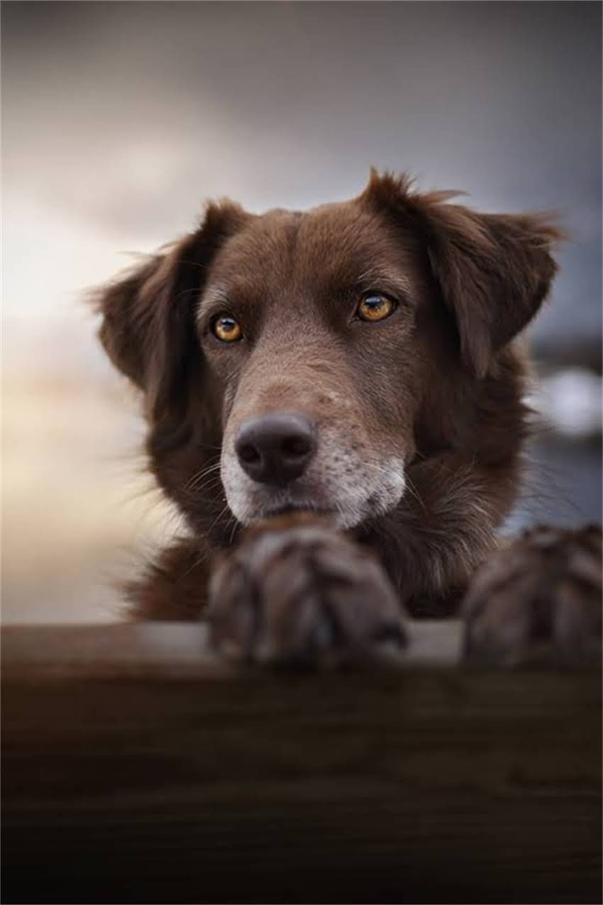 图片 吉娃娃和小孩相处全攻略：科学评估+饲养指南（附幼犬训练技巧）2.jpg