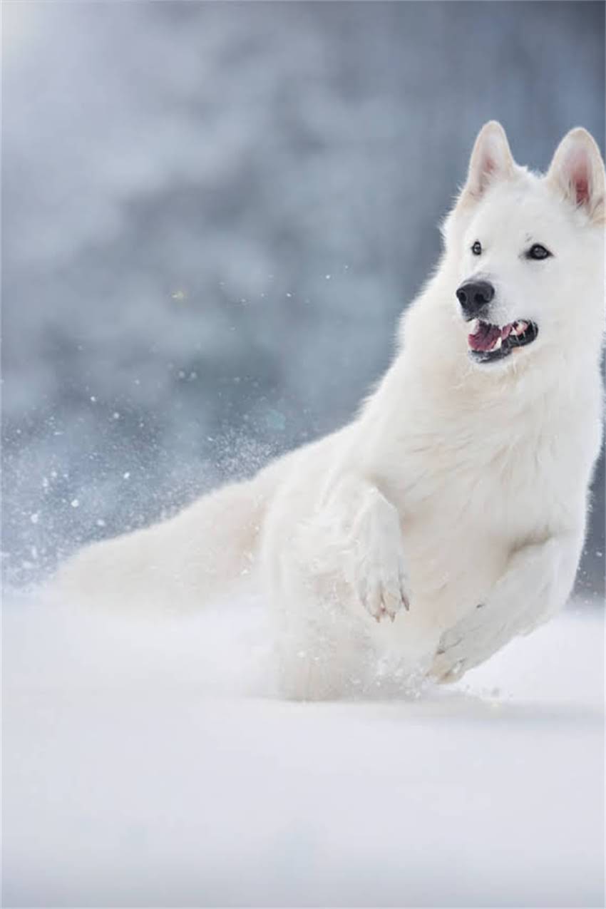 图片 吉娃娃和鹿犬价格对比：哪种犬种更贵？饲养成本与市场价值全.jpg