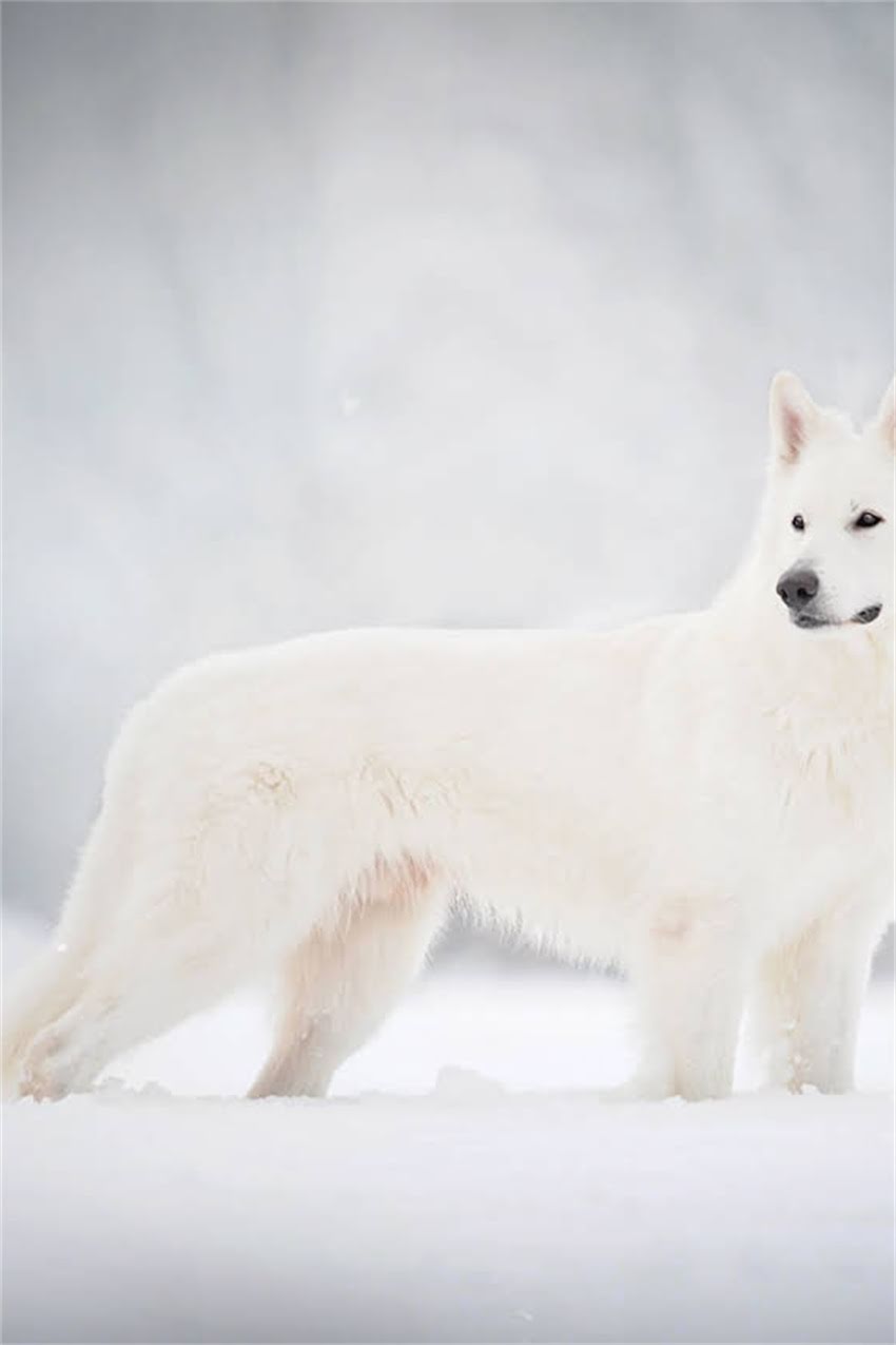 图片 吉娃娃和鹿犬价格对比：哪种犬种更贵？饲养成本与市场价值全2.jpg