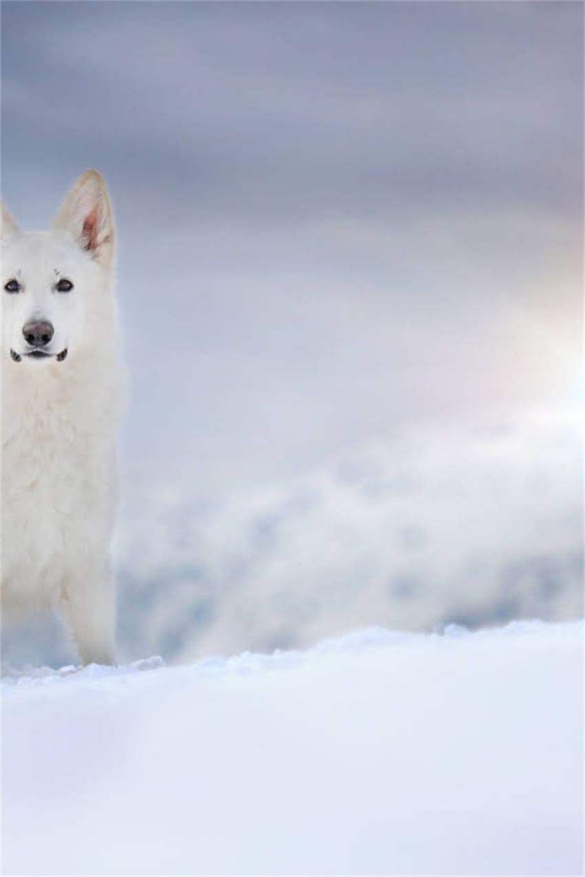 图片 吉娃娃品种选购全攻略：5大优质品种对比与饲养指南.jpg