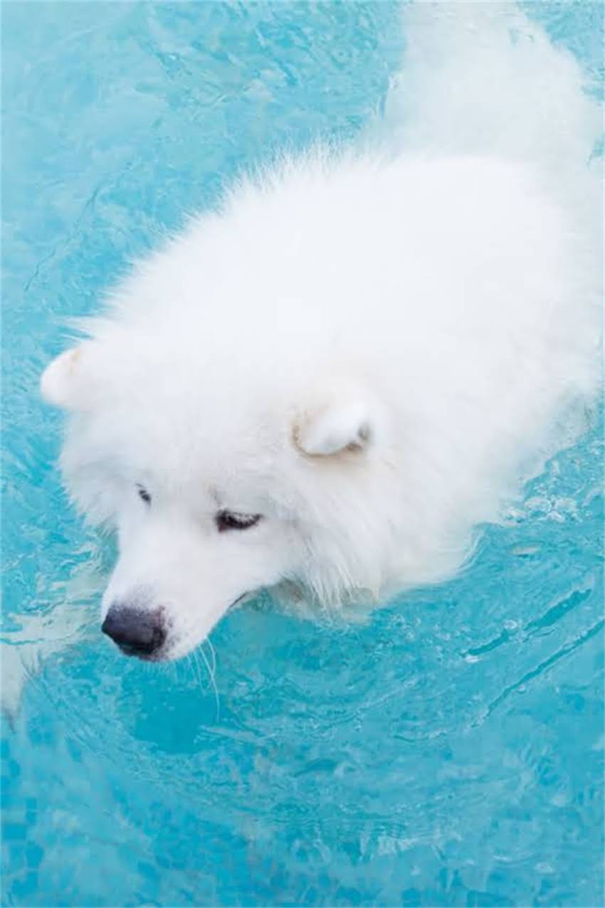 图片 吉娃娃喘气怎么办？常见原因及科学应对措施全1.jpg