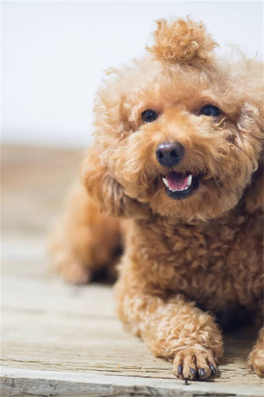 图片 吉娃娃坐下训练全攻略：5个科学步骤+常见误区（附训练视频演示）.jpg