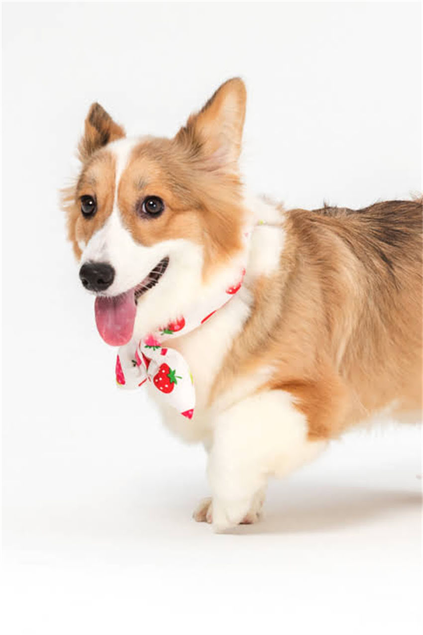 图片 吉娃娃多大可以吃肉？科学喂养指南与注意事项（附阶段食谱）2.jpg