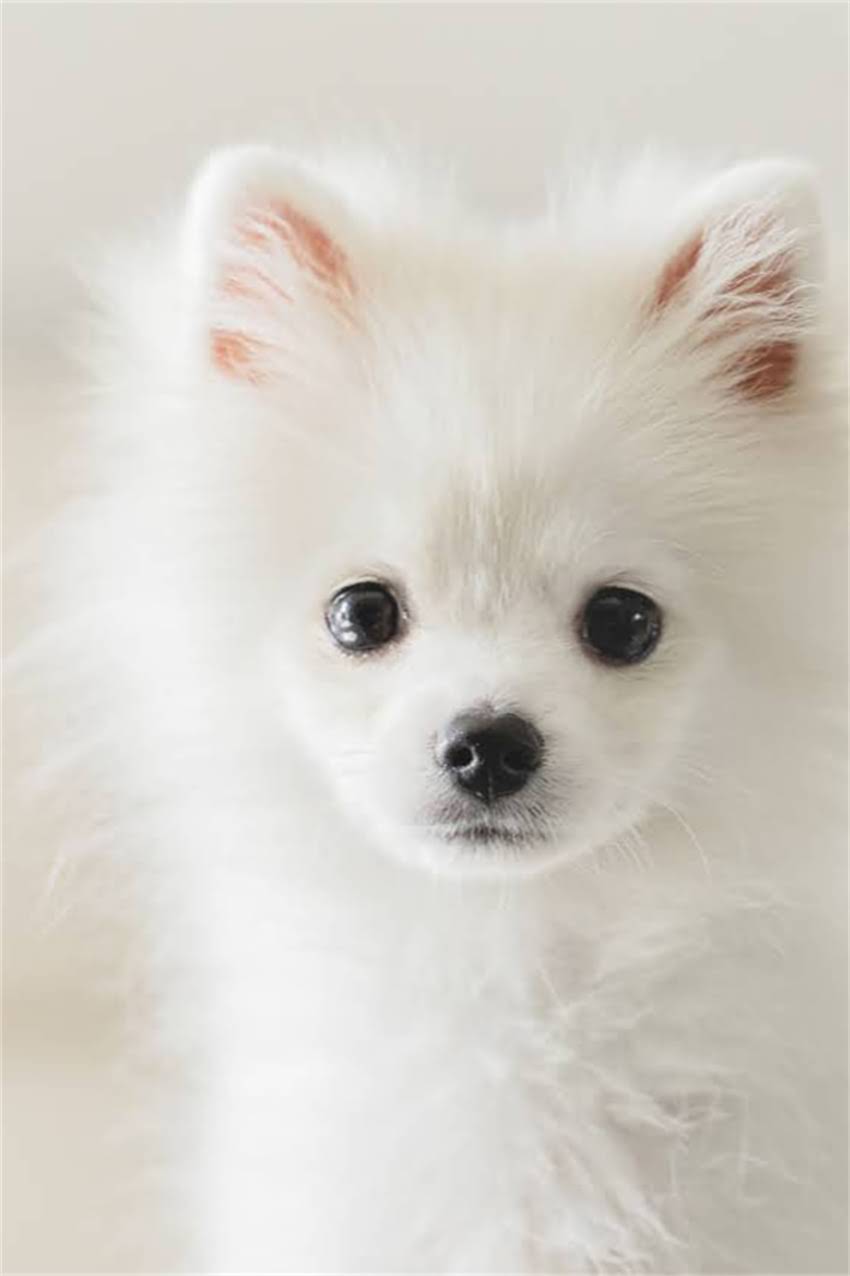 图片 吉娃娃头部发热正常吗？5大原因与科学应对指南.jpg