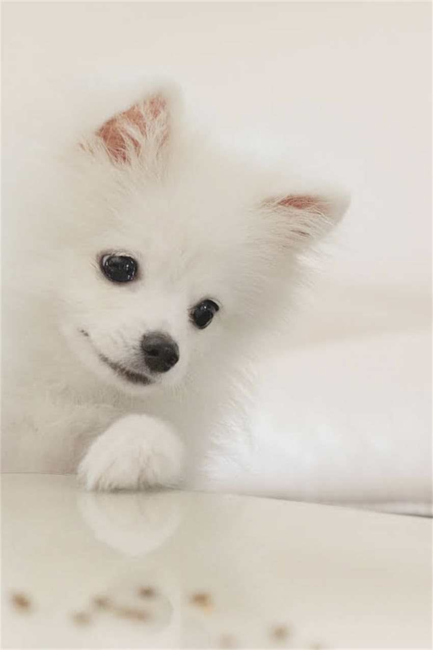 图片 吉娃娃头部发热正常吗？5大原因与科学应对指南2.jpg