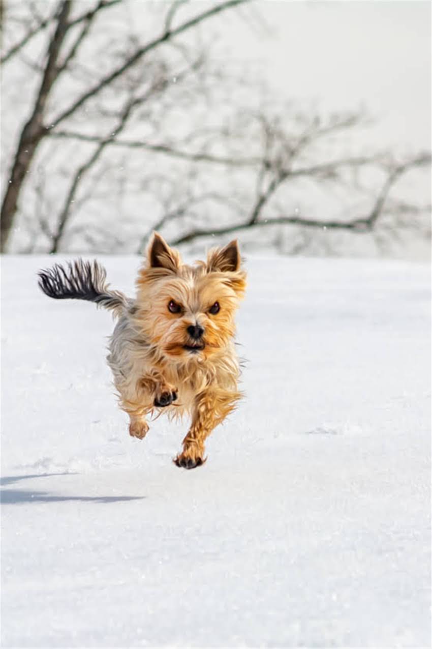 图片 吉娃娃尾巴多久能长全？科学幼犬尾巴发育全流程（附养护指南）.jpg