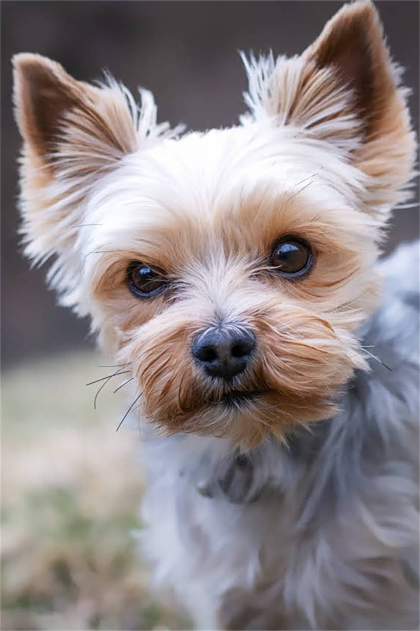 图片 吉娃娃尾巴多久能长全？科学幼犬尾巴发育全流程（附养护指南）1.jpg