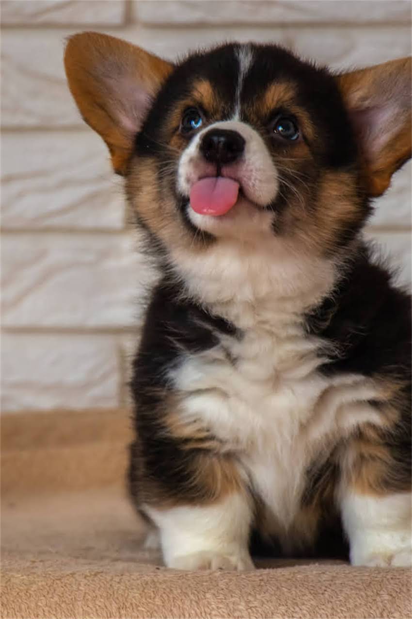 图片 吉娃娃尾巴多久能长全？科学幼犬尾巴发育全流程（附养护指南）2.jpg