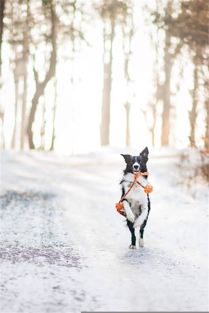 图片 吉娃娃常见皮肤病症状及科学护理全攻略：如何有效预防与治疗宠物皮肤问题2.jpg