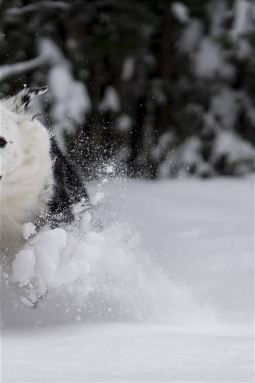 图片 吉娃娃干呕怎么办？兽医推荐的5种应急药物及家庭护理方法（附用药禁忌）.jpg