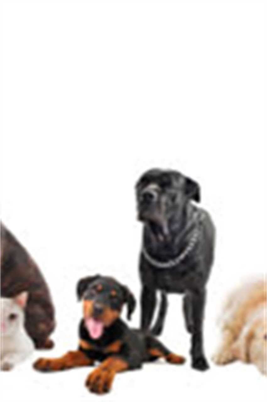 图片 吉娃娃幼犬体型特征与饲养全指南：从出生到成年的体型变化2.jpg