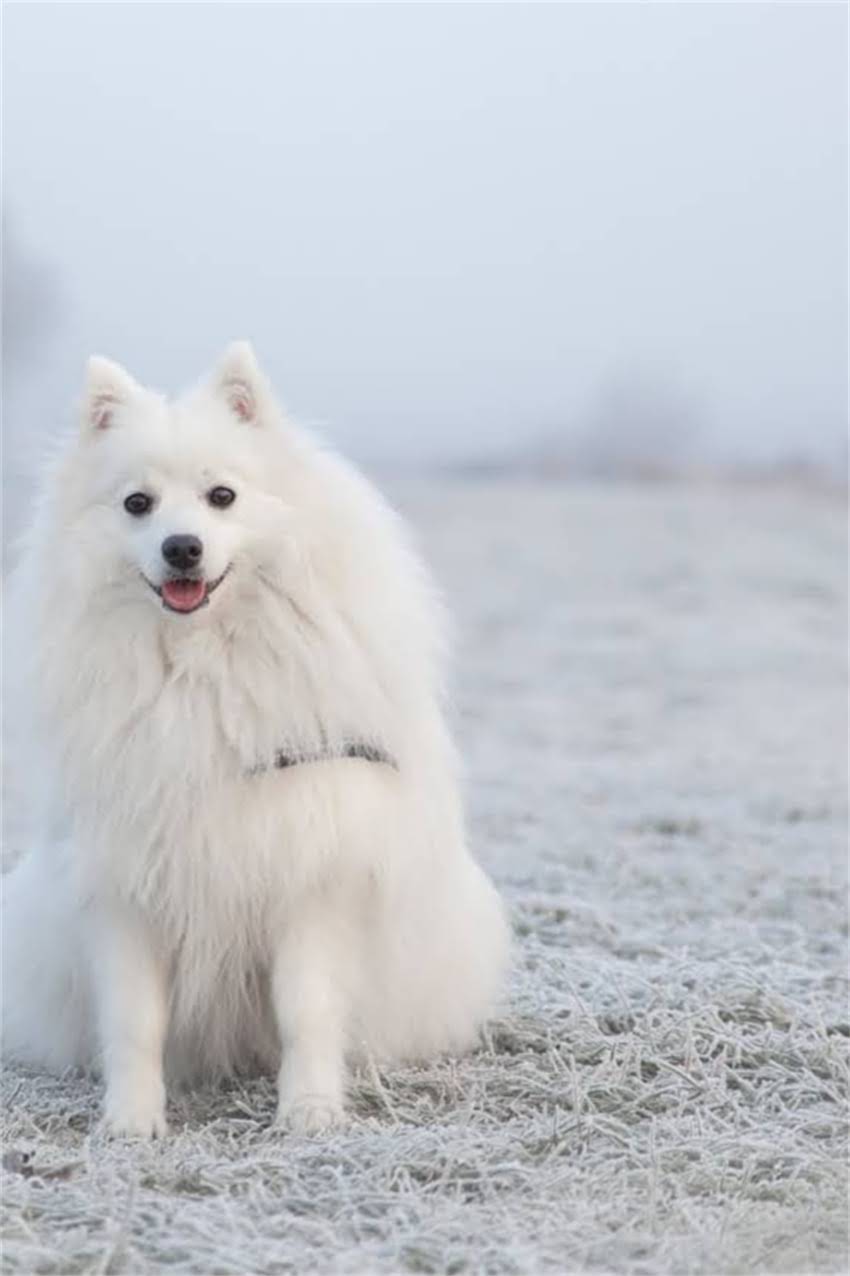 图片 吉娃娃幼犬出售最佳时机：5周龄断奶至6月龄的饲养与销售全攻略.jpg