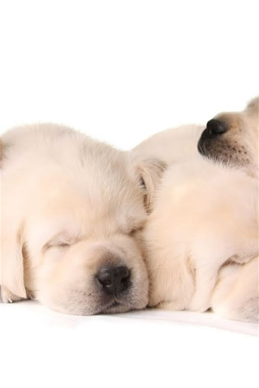 图片 吉娃娃幼犬洗澡全攻略：安全步骤与注意事项（附图解教程）.jpg