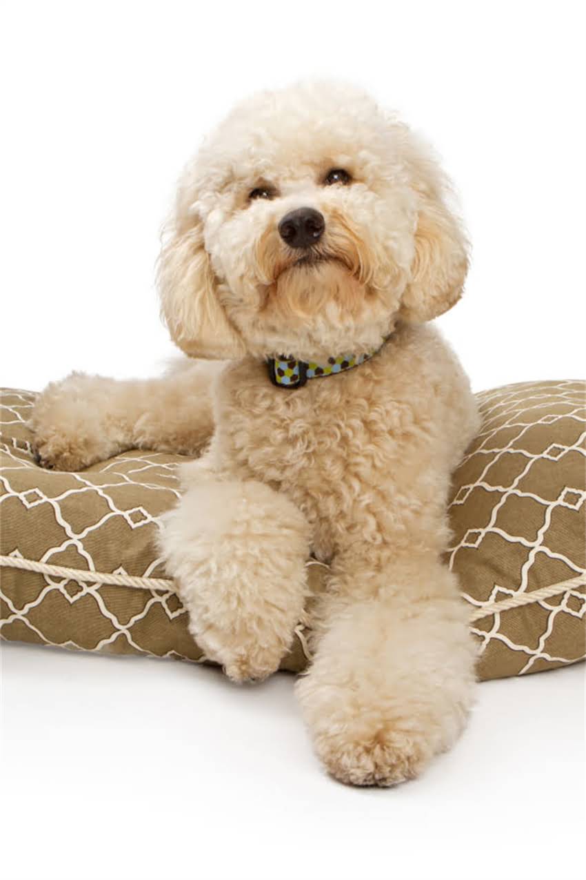 图片 吉娃娃幼犬狗粮怎么选？5大关键指标+10款优质品牌推荐（附喂养指南）.jpg