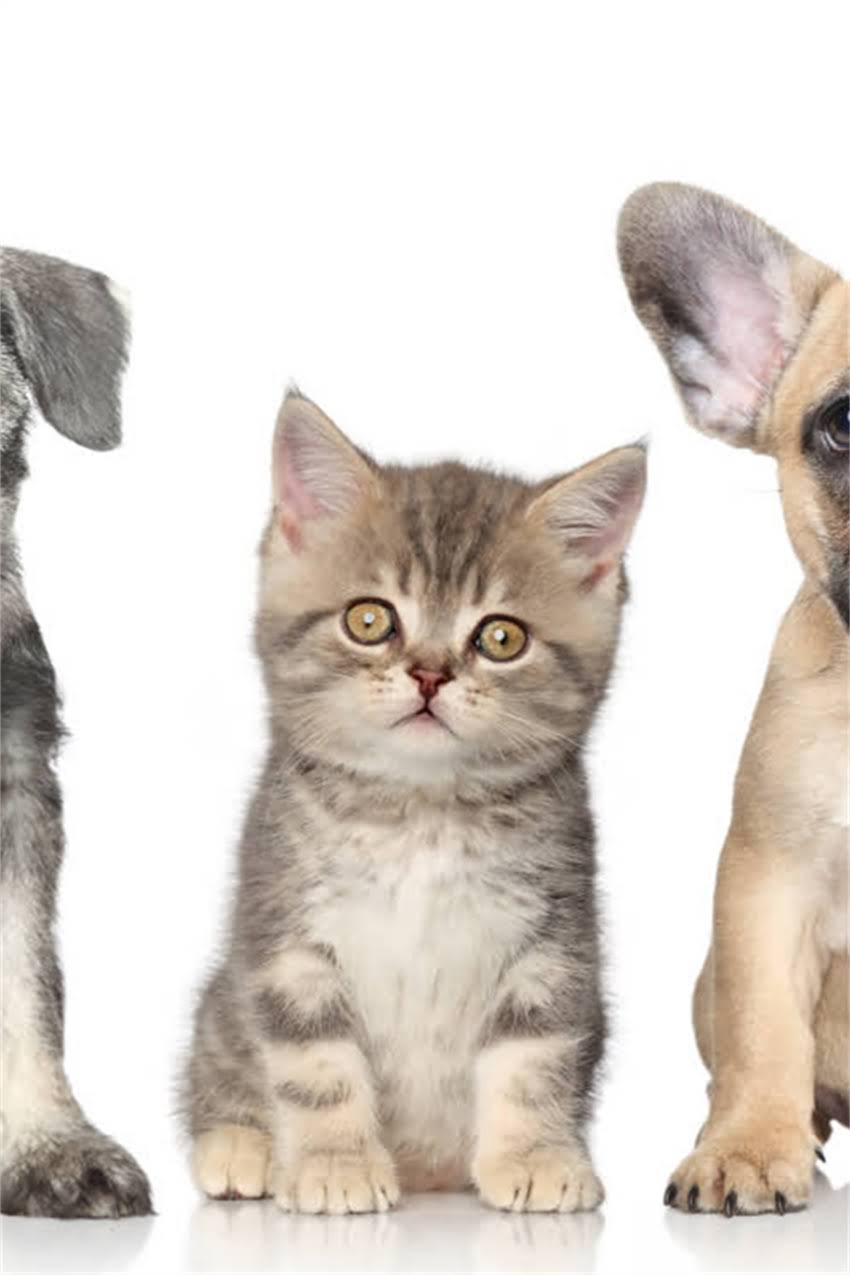 图片 吉娃娃幼犬狗粮怎么选？5大关键指标+10款优质品牌推荐（附喂养指南）1.jpg