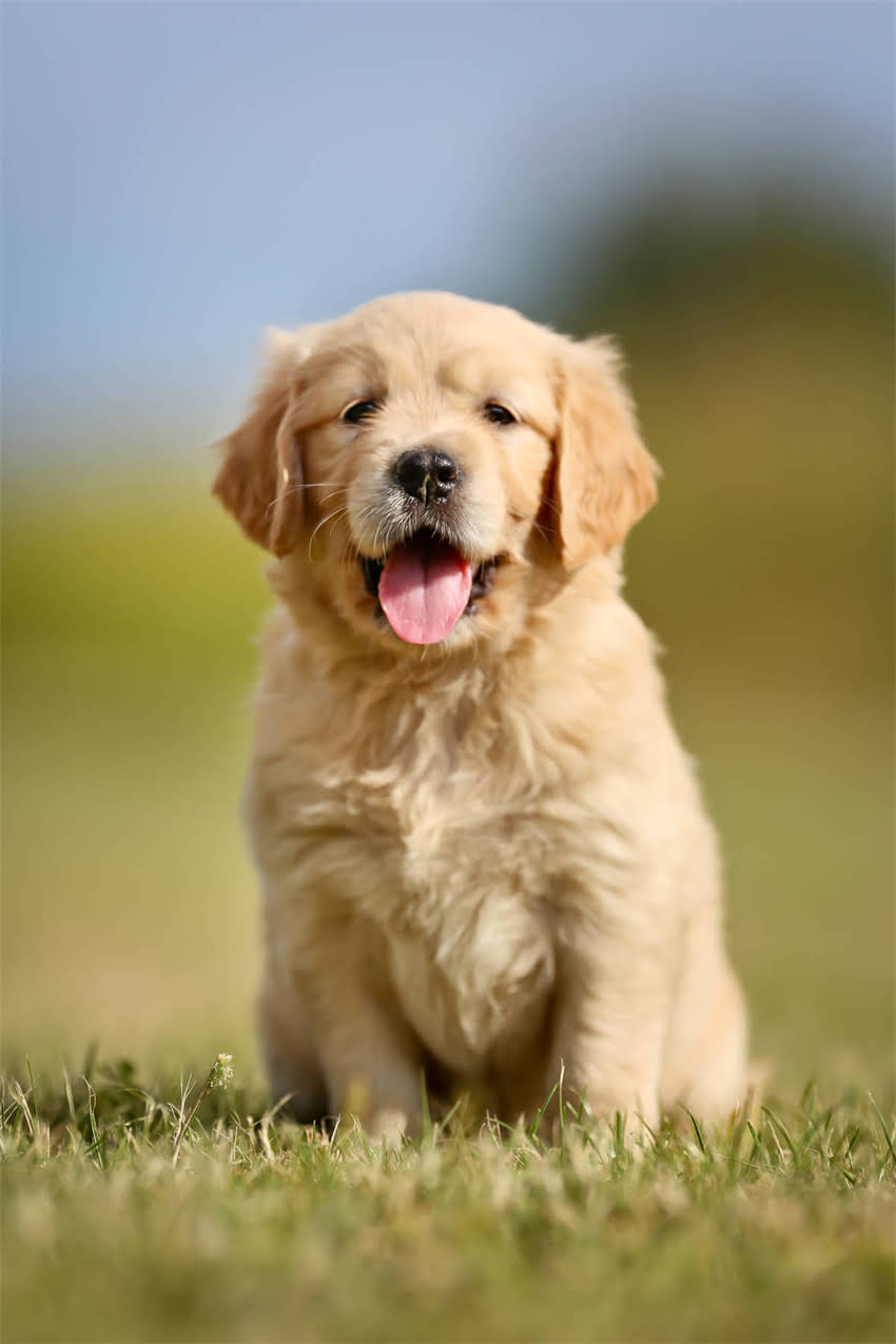 图片 吉娃娃幼犬阶段5大显著特征：从外貌到习性的成长全2.jpg