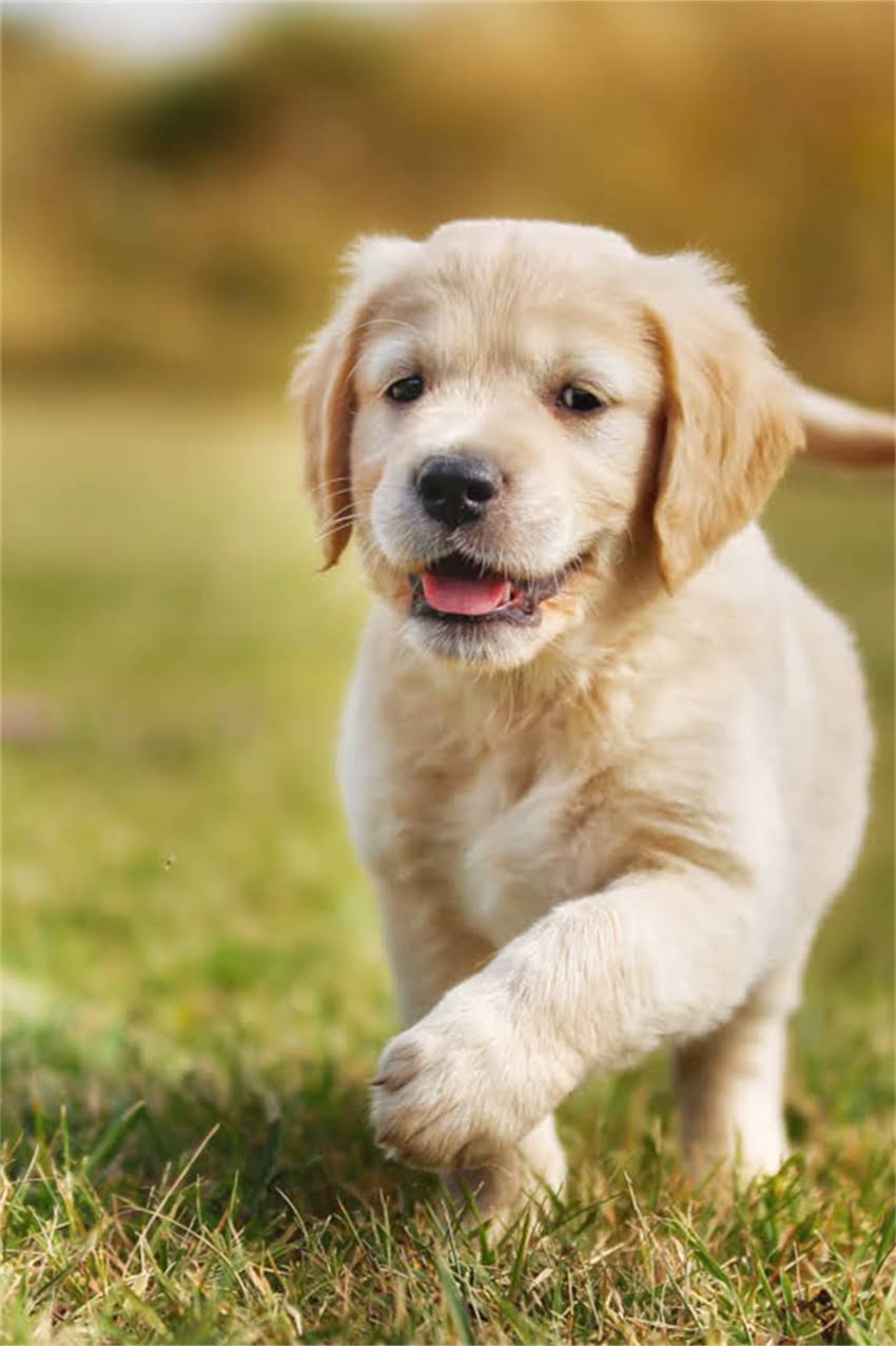 图片 吉娃娃张嘴喘气怎么办？5大病因+专业护理指南（附症状对比表）.jpg