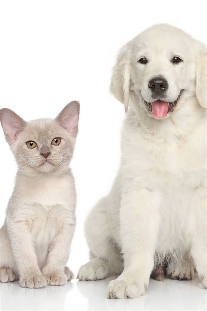 图片 吉娃娃张嘴喘气怎么办？5大病因+专业护理指南（附症状对比表）1.jpg