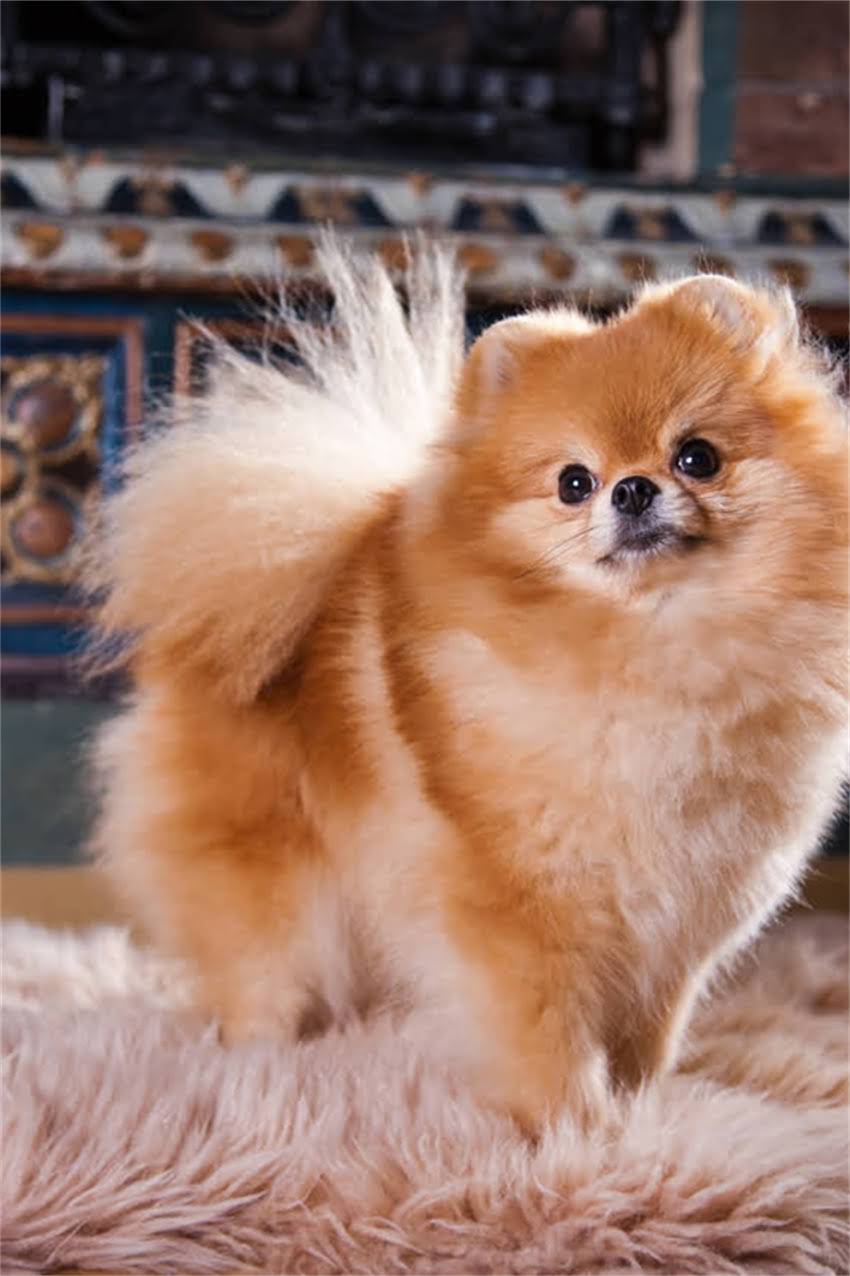 图片 吉娃娃张嘴喘气怎么办？5大病因+专业护理指南（附症状对比表）2.jpg