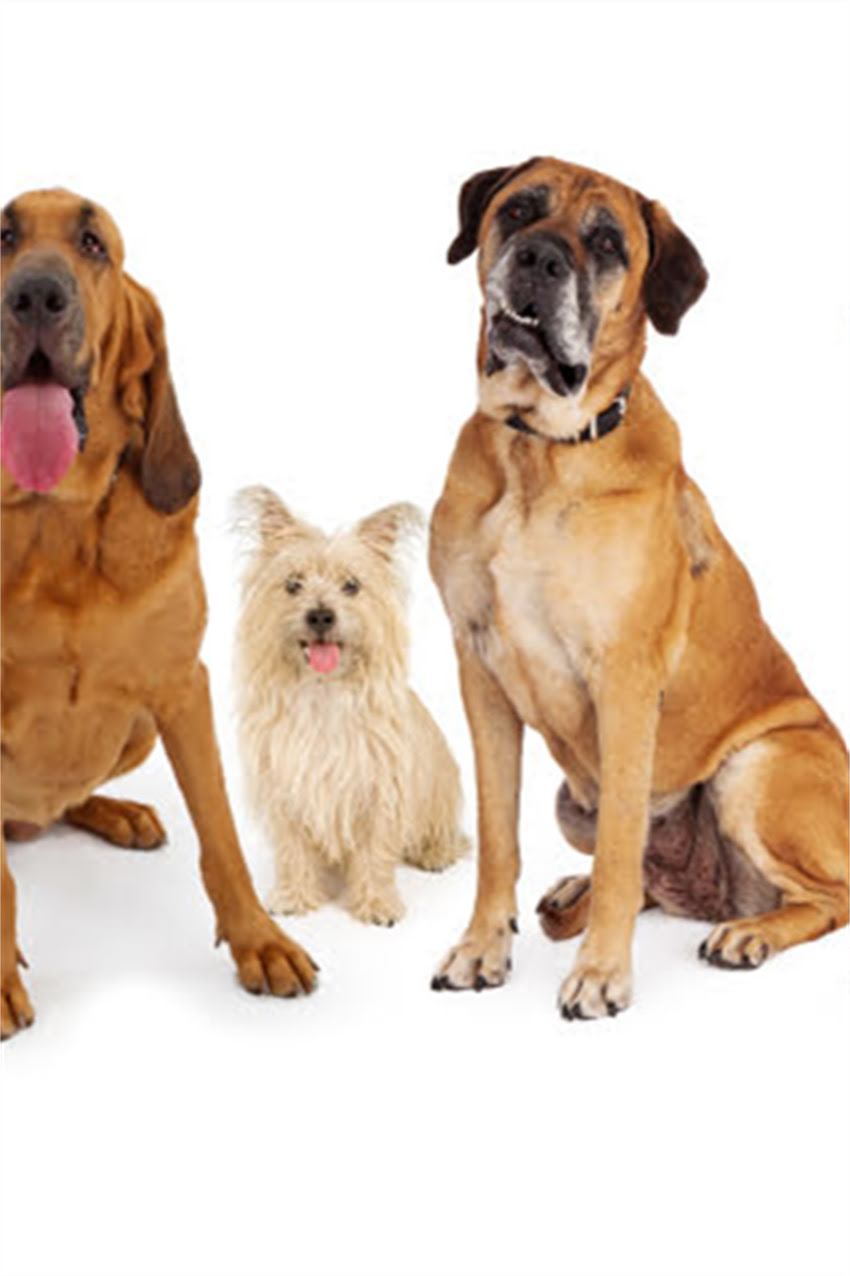 图片 吉娃娃必看！最新疫苗指南：5种疫苗+接种时间表+注意事项.jpg