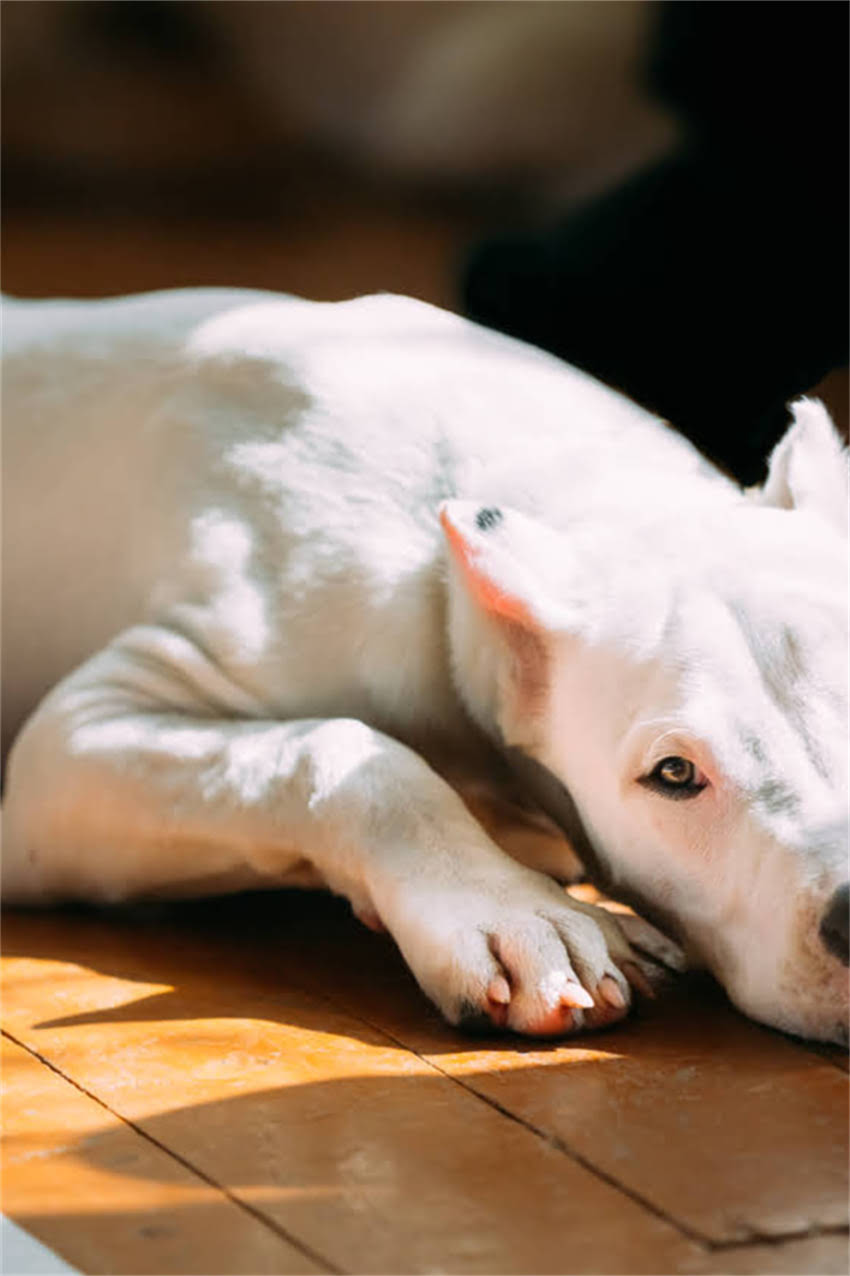 图片 吉娃娃怀孕多久显怀？孕期腹部变化全（附判断标准与护理指南）1.jpg