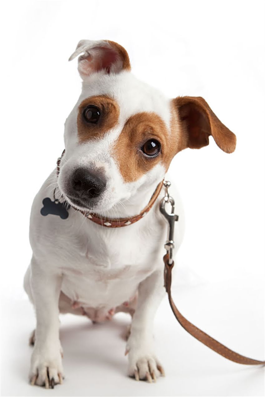 图片 吉娃娃怀孕营养指南｜5大必吃食物+6种禁忌清单（新手妈妈必看）.jpg