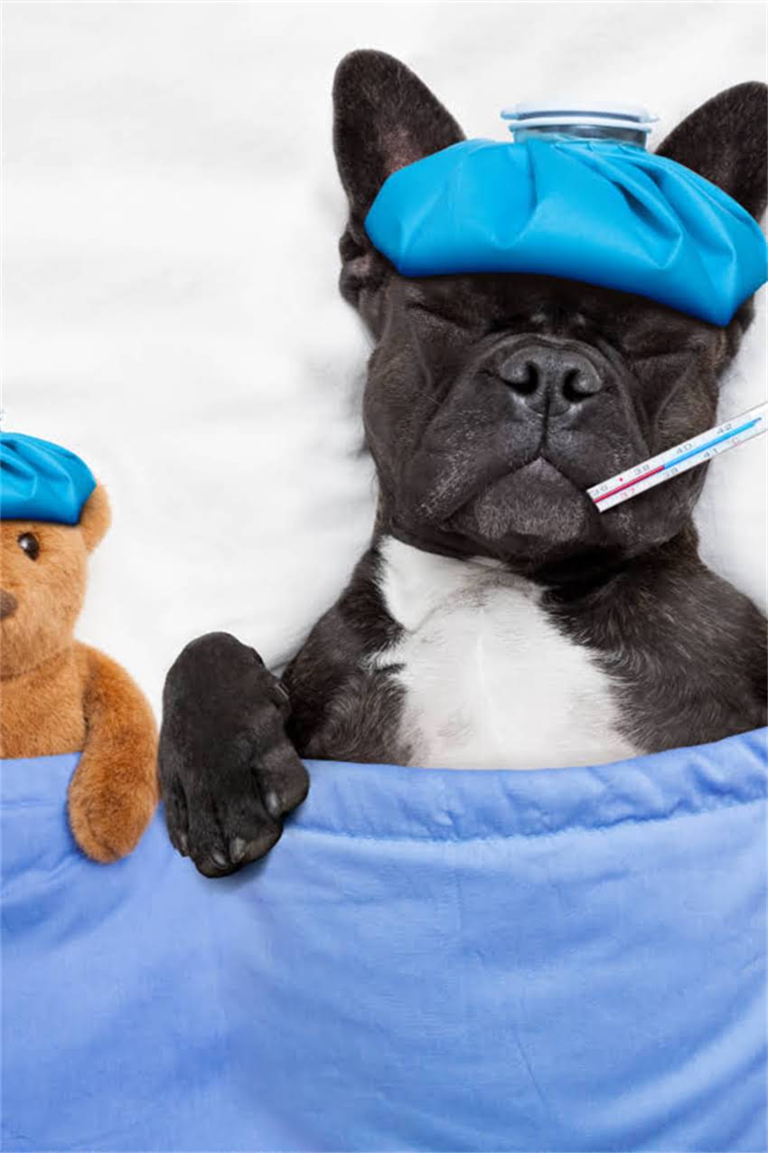 图片 吉娃娃怀孕营养指南｜5大必吃食物+6种禁忌清单（新手妈妈必看）1.jpg