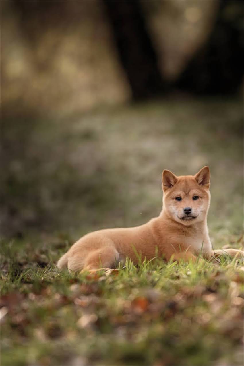 图片 吉娃娃性格特点全：活泼警惕又粘人，如何科学饲养更健康？.jpg