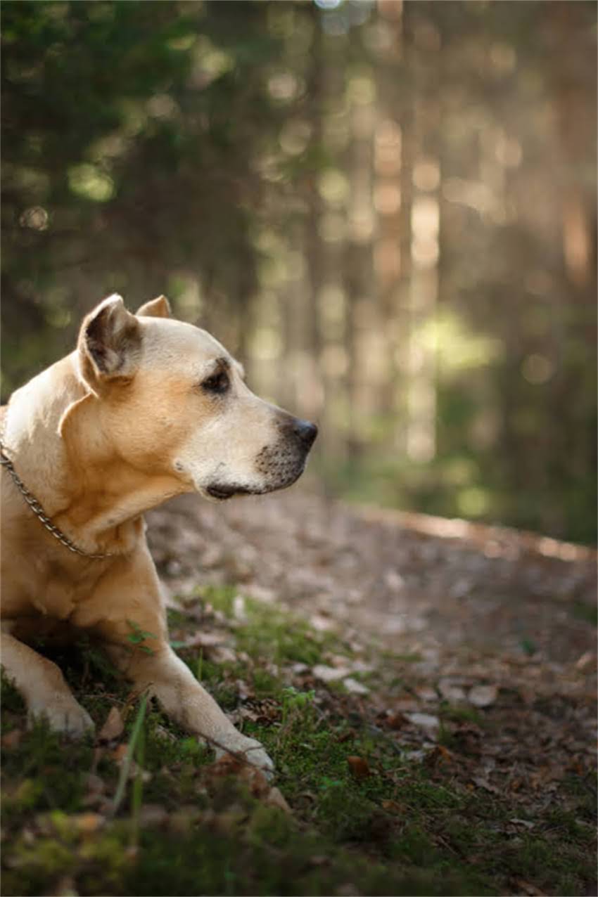 图片 吉娃娃性格特点全：活泼警惕又粘人，如何科学饲养更健康？2.jpg