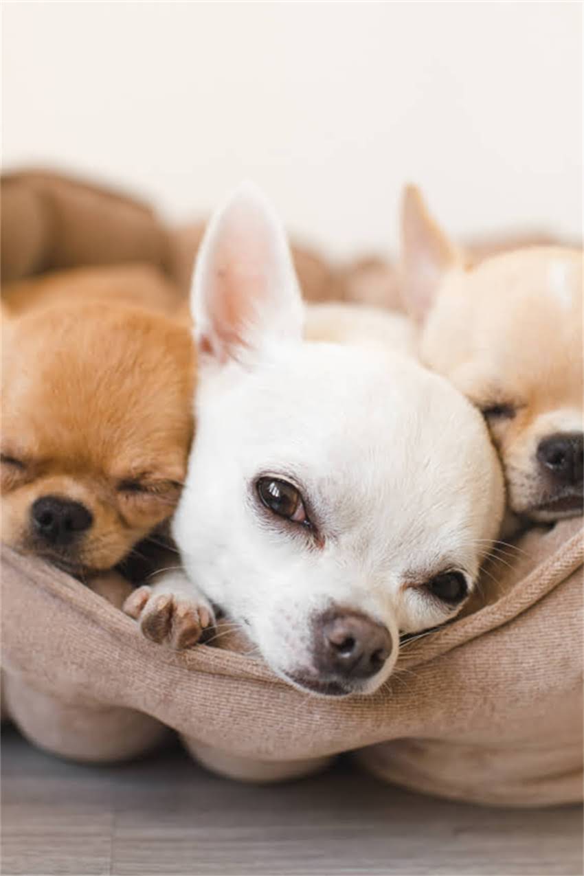 图片 吉娃娃惊恐叫唤的5大原因+3个解决技巧：专业训犬师教你化解狗狗恐惧行为.jpg