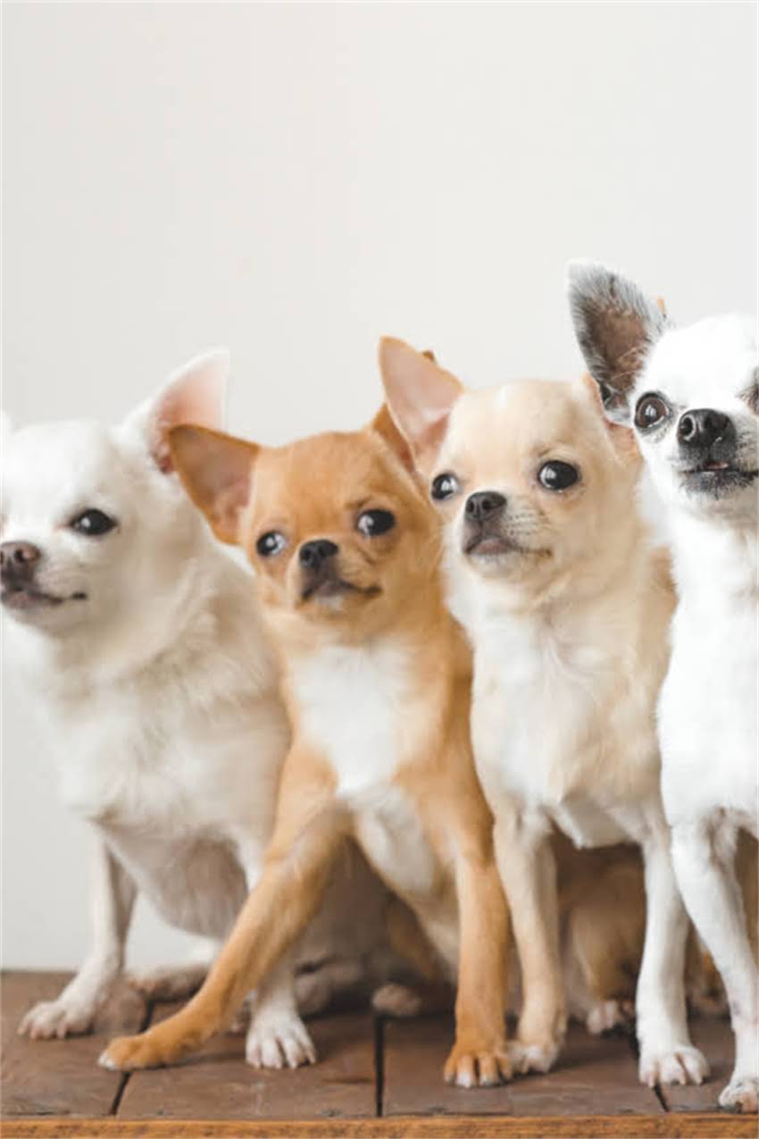 图片 吉娃娃惊恐叫唤的5大原因+3个解决技巧：专业训犬师教你化解狗狗恐惧行为1.jpg