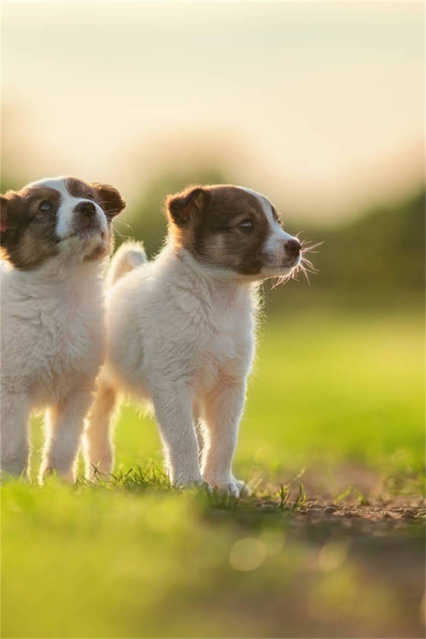 图片 吉娃娃感冒的10大症状及科学应对指南1.jpg