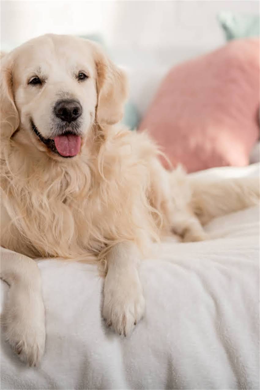 图片 吉娃娃成年时间表｜从幼犬到成犬的饲养全攻略｜附健康护理指南1.jpg